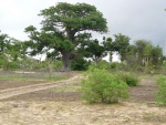 Baobab à la saison des pluies Km 50/ Pout