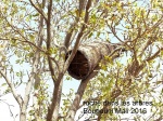 ruches traditionnelles dans les arbres du côté de Boucouni.JPG