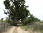 baobab du côté de Pout / km 50