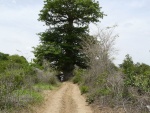 Baobab du côté de Pout/ km 50