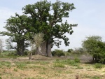 baobab du côté de Pout km 50